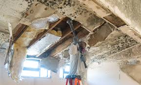 Best Water Damage & Mold Remediation  in Basile, LA